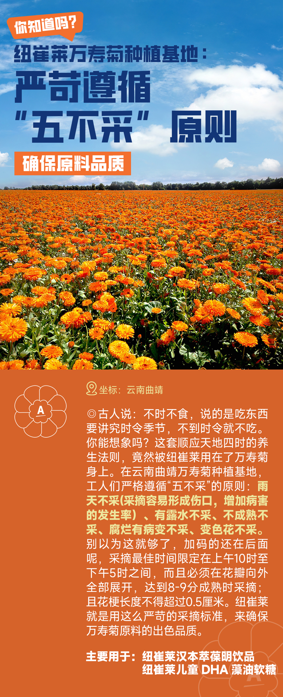 你知道吗？
 纽崔莱万寿菊种植基地：严苛遵循“五不采”原则
 确保原料品质
 坐标：云南曲靖
 古人说：不时不食，说的是吃东西要讲究时令季节，不到时令就不吃。你能想象吗？这套顺应天地四时的养生法则，竟然被纽崔莱用在了万寿菊身上。在云南曲靖万寿菊种植基地，工人们严格遵循“五不采”的原则：雨天不采（采摘容易形成伤口，增加病害的发生率）、有露水不采、不成熟不采、腐烂有病变不采、变色花不采。别以为这就够了，加码的还在后面呢，采摘最佳时间限定在上午10时至下午5时之间，而且必须在花瓣向外全部展开，达到8-9分成熟时采摘；且花梗长度不得超过0.5厘米。纽崔莱就是用这么严苛的采摘标准，来确保万寿菊原料的出色品质。
 主要用于：纽崔莱汉本萃葆明饮品
 纽崔莱儿童 DHA 藻油软糖