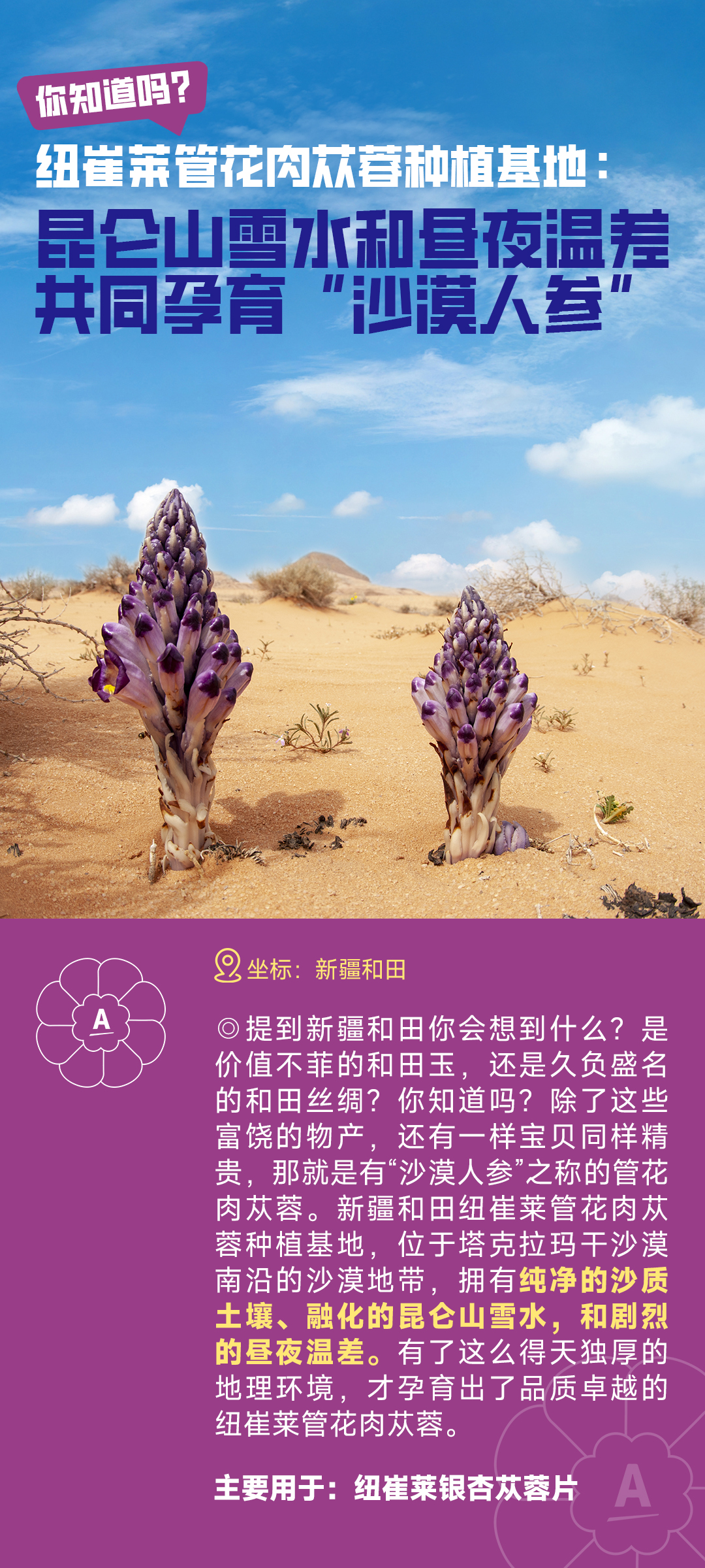 你知道吗？
 纽崔莱管花肉苁蓉种植基地：昆仑山雪水和昼夜温差共同孕育“沙漠人参”
 坐标：新疆和田
 提到新疆和田你会想到什么？是价值不菲的和田玉，还是久负盛名的和田丝绸？你知道吗？除了这些富饶的物产，还有一样宝贝同样珍贵，那就是有“沙漠人参”之称的管花肉苁蓉。新疆和田纽崔莱管花肉苁蓉种植基地，位于塔克拉玛干沙漠南沿的沙漠地带，拥有纯净的沙质土壤、融化的昆仑山雪水，和剧烈的昼夜温差。有了这么得天独厚的地理环境，才孕育出了品质卓越的纽崔莱管花肉苁蓉。
 主要用于：纽崔莱银杏苁蓉片