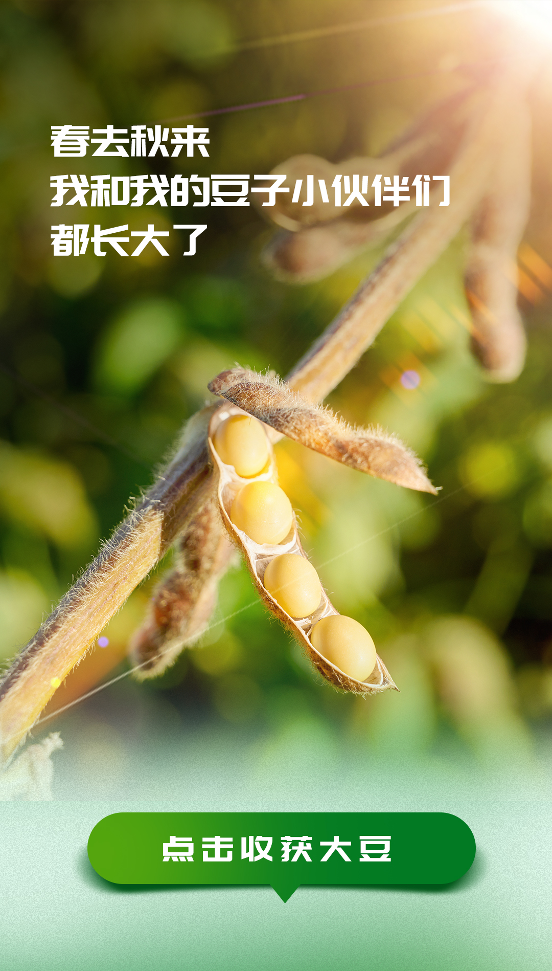 春去秋来
我和我的豆子小伙伴们
都长大了

点击收获大豆