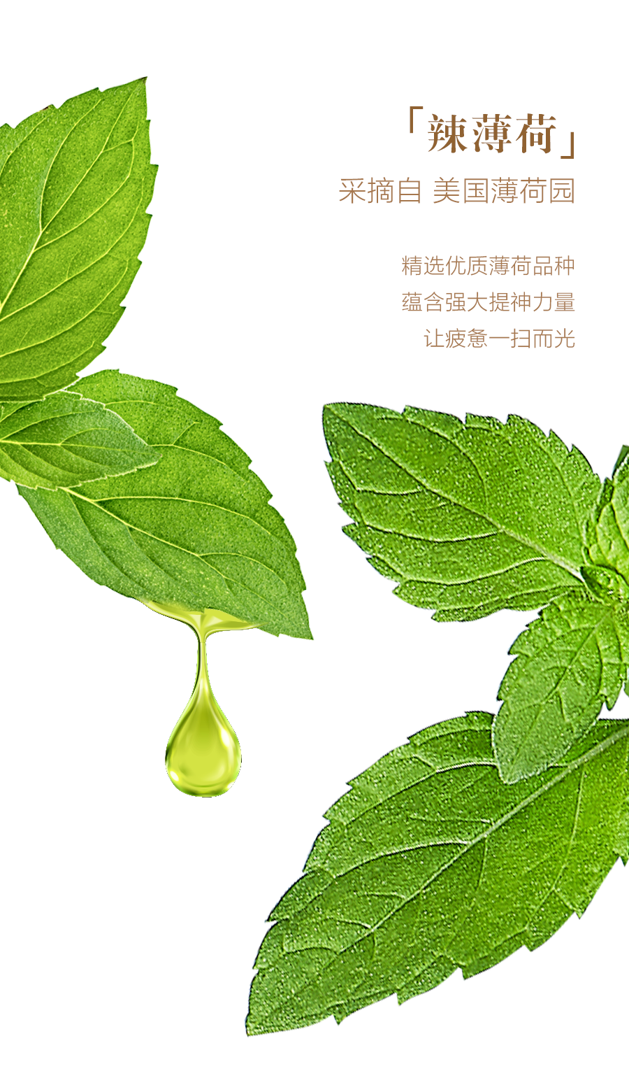 「辣薄荷」

采摘自 美国薄荷园

精选优质薄荷品种
蕴含强大提神力量
让疲惫一扫而光