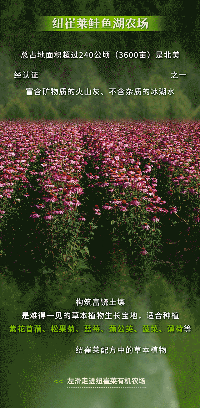 纽崔莱鲑鱼湖农场
总占地面积超过240公顷（3600亩）是北美经认证最大的有机草本农场之一
富含矿物质的火山灰、不含杂质的冰湖水，构筑富饶土壤，是难得一见的草本植物生长宝地，适合种植紫花苜蓿、松果菊、蓝莓、蒲公英、菠菜、薄荷等70种纽崔莱配方中的草本植物