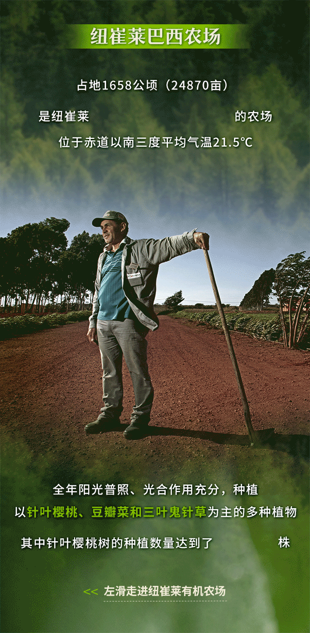 纽崔莱巴西农场
占地1658公顷（24870亩）
是纽崔莱自有面积最大的农场，位于赤道以南三度平均气温21.5℃。全年阳光普照、光合作用充分，种植以针叶樱桃、豆瓣菜和三叶鬼针草为主的多种植物
其中针叶樱桃树的种植数量达到了24万株