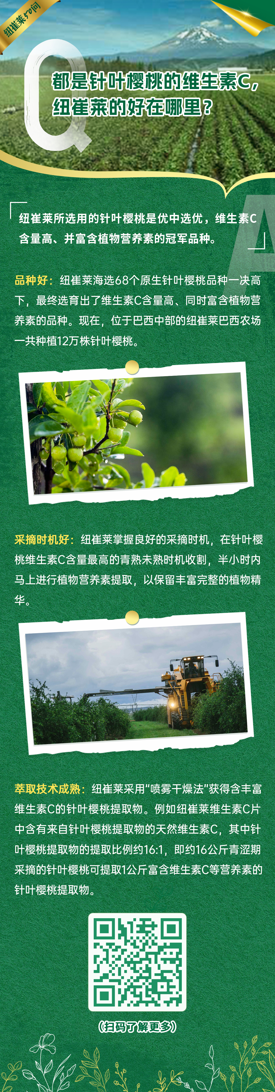 都是针叶樱桃的维生素C，纽崔莱的好在哪里？
 纽崔莱所选用的针叶樱桃是优中选优，维生素C含量高、并富含植物营养素的冠军品种。
 品种好：纽崔莱海选68个原生针叶樱桃品种一决高下，最终选育出了维生素C含量高、同时富含植物营养素的品种。现在，位于巴西中部的纽崔莱巴西农场一共种植12万株针叶樱桃。
 采摘时机好：纽崔莱掌握良好的采摘时机，在针叶樱桃维生素C含量最高的青熟未熟时机收割，半小时内马上进行植物营养素提取，以保留丰富完整的植物精华。
 萃取技术成熟：纽崔莱采用“喷雾干燥法”获得含丰富维生素C的针叶樱桃提取物。例如纽崔莱维生素C片中含有来自针叶樱桃提取物的天然维生素C，其中针叶樱桃提取物的提取比例约16:1，即约16公斤青涩期采摘的针叶樱桃可提取1公斤富含维生素C等营养素的针叶樱桃提取物。
纽崔莱50问