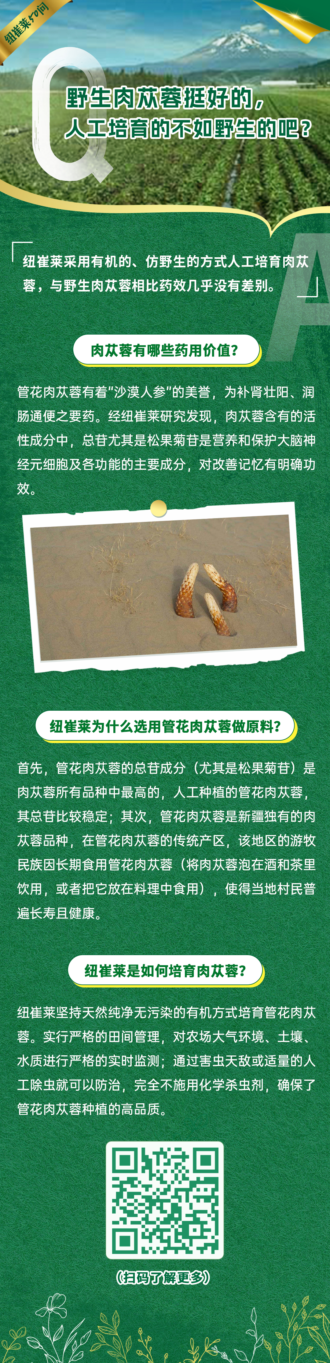 野生肉苁蓉挺好的,人工培育的不如野生的吧? 野生肉苁蓉挺好的,人工培育的不如野生的吧?
纽崔莱采用有机的、仿野生的方式人工培育肉苁蓉,与野生肉苁蓉相比药效几乎没有差别。
肉苁蓉有哪些药用价值?
管花肉苁蓉有着“沙漠人参”的美誉,为补肾壮阳、润肠通便之要药。经纽崔莱研究发现,肉苁蓉含有的活性成分中,总苷尤其是松果菊苷是营养和保护大脑神经元细胞及各功能的主要成分,对改善记忆有明确功效。
纽崔莱为什么选用管花肉苁蓉做原料?
首先,管花肉苁蓉的总苷成分(尤其是松果菊苷)是肉苁蓉所有品种中最高的,人工种植的管花肉苁蓉,其总苷比较稳定;其次,管花肉苁蓉是新疆独有的肉苁蓉品种,在管花肉苁蓉的传统产区,该地区的游牧民族因长期食用管花肉苁蓉(将肉苁蓉泡在酒和茶里饮用,或者把它放在料理中食用),使得当地村民普遍长寿且健康。
纽崔莱是如何培育肉苁蓉?
纽崔莱坚持天然纯净无污染的有机方式培育管花肉苁蓉。实行严格的田间管理,对农场大气环境、土壤、水质进行严格的实时监测;通过害虫天敌或适量的人工除虫就可以防治,完全不施用化学杀虫剂,确保了管花肉苁蓉种植的高品质。
纽崔莱50问