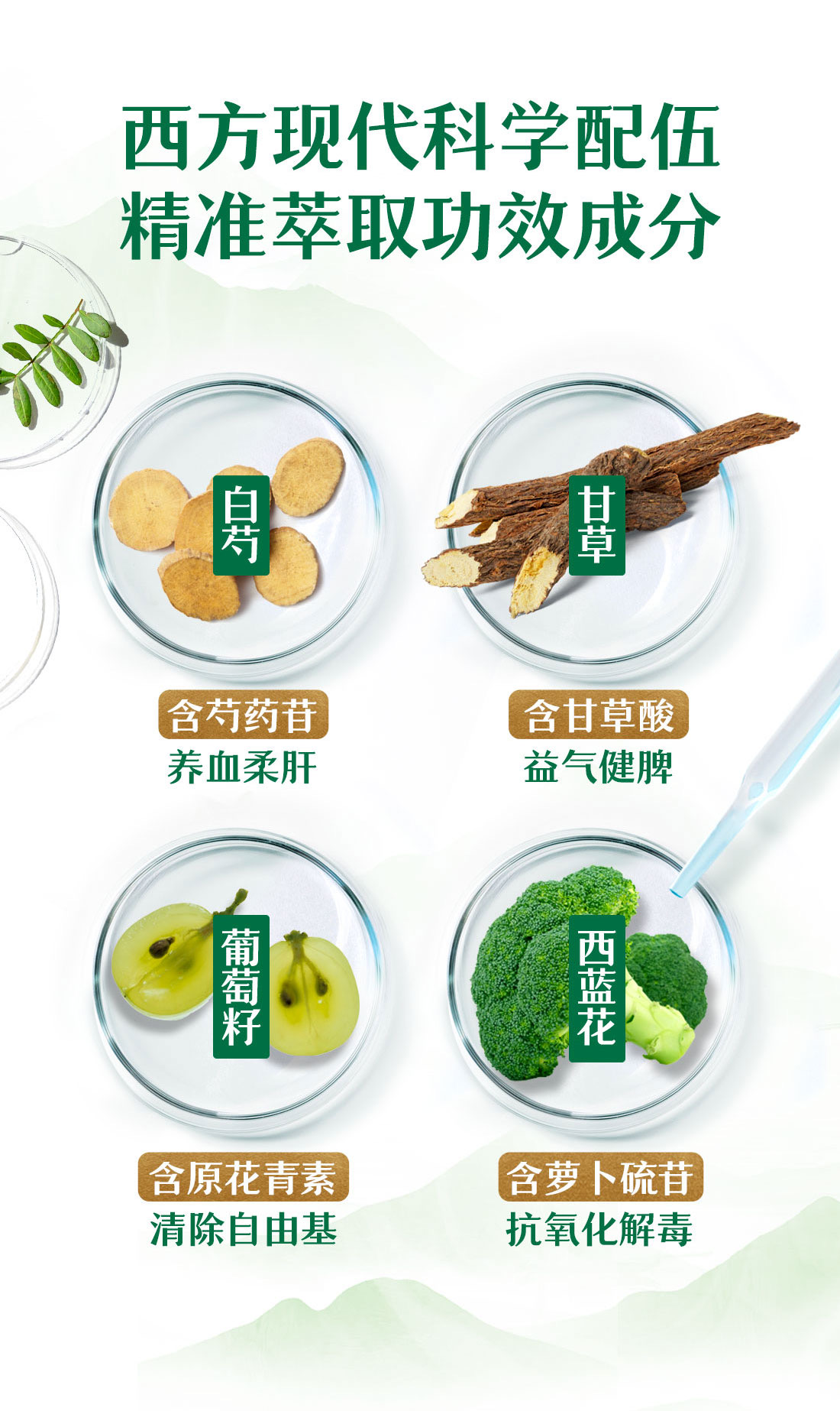 西方现代科学配伍
 精准萃取功效成分
 白芍
 含芍药苷
 养血柔肝
 甘草
 含甘草酸
 益气健脾
 葡萄籽
 含原花青素
 清除自由基
 西兰花
 含萝卜硫苷
 抗氧化解毒