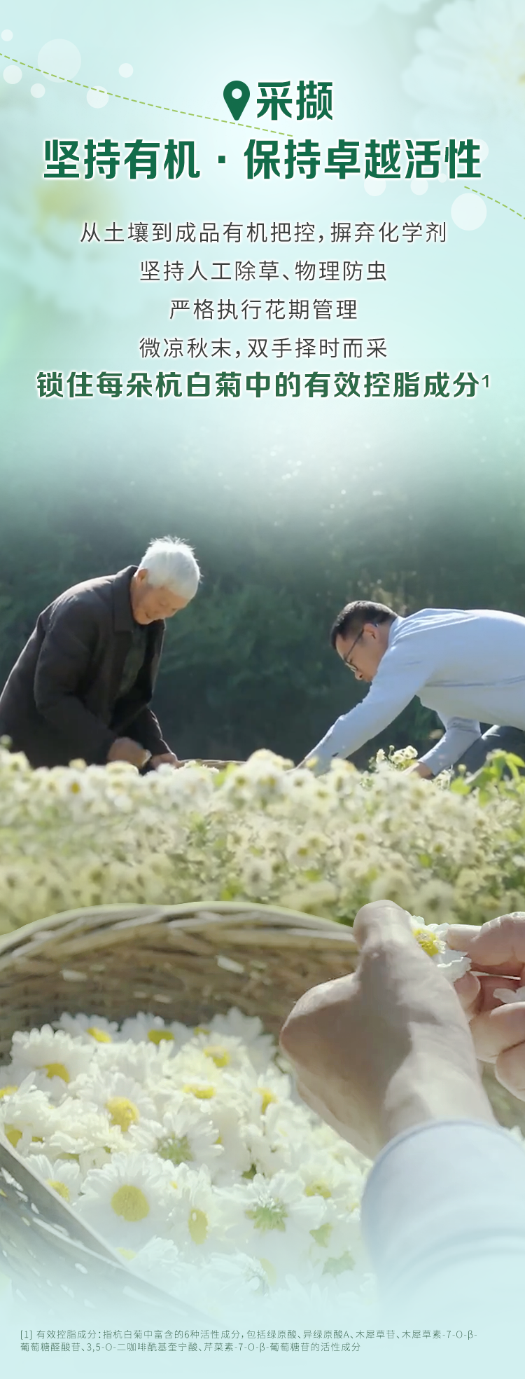 采撷
 坚持有机·保持卓越活性
 从土壤到成品有机把控，摒弃化学剂
 坚持人工除草、物理防虫
 严格执行花期管理
 微凉秋末，双手择时而采
 锁住每朵杭白菊中的有效控脂成分