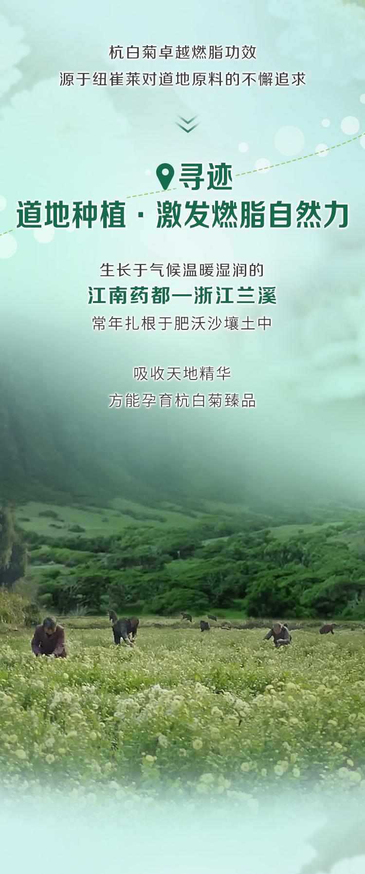 杭白菊卓越燃脂功效
 源于纽崔莱对道地原料的不懈追求
 寻迹
 道地种植·激发燃脂自然力
 生长于气候温暖湿润的江南药都—浙江兰溪
 常年扎根于肥沃沙壤土中
 吸收天地精华
 方能孕育杭白菊臻品