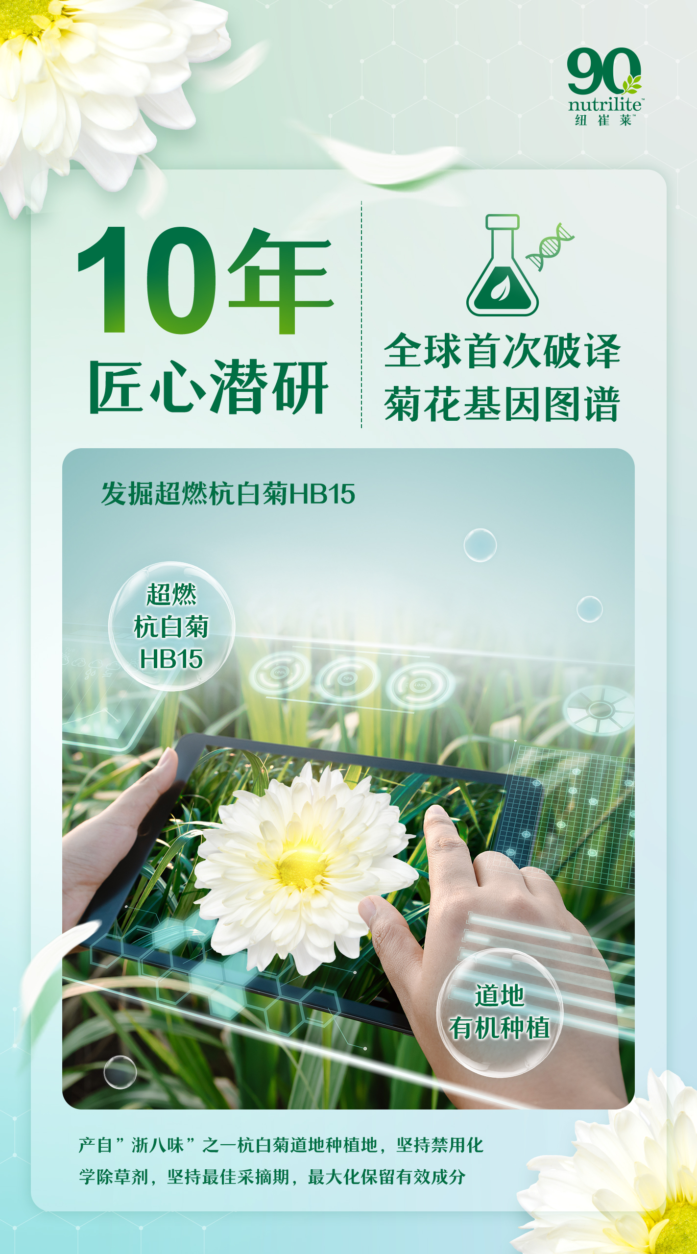 10年
匠心潜研

全球首次破译
菊花基因图谱

发掘超燃杭白菊HB15

超燃
杭白菊
HB15

道地
有机种植

产自“浙八味”之一杭白菊道地种植地，坚持禁用化学除草剂，坚持最佳采摘期，最大化保留有效成分