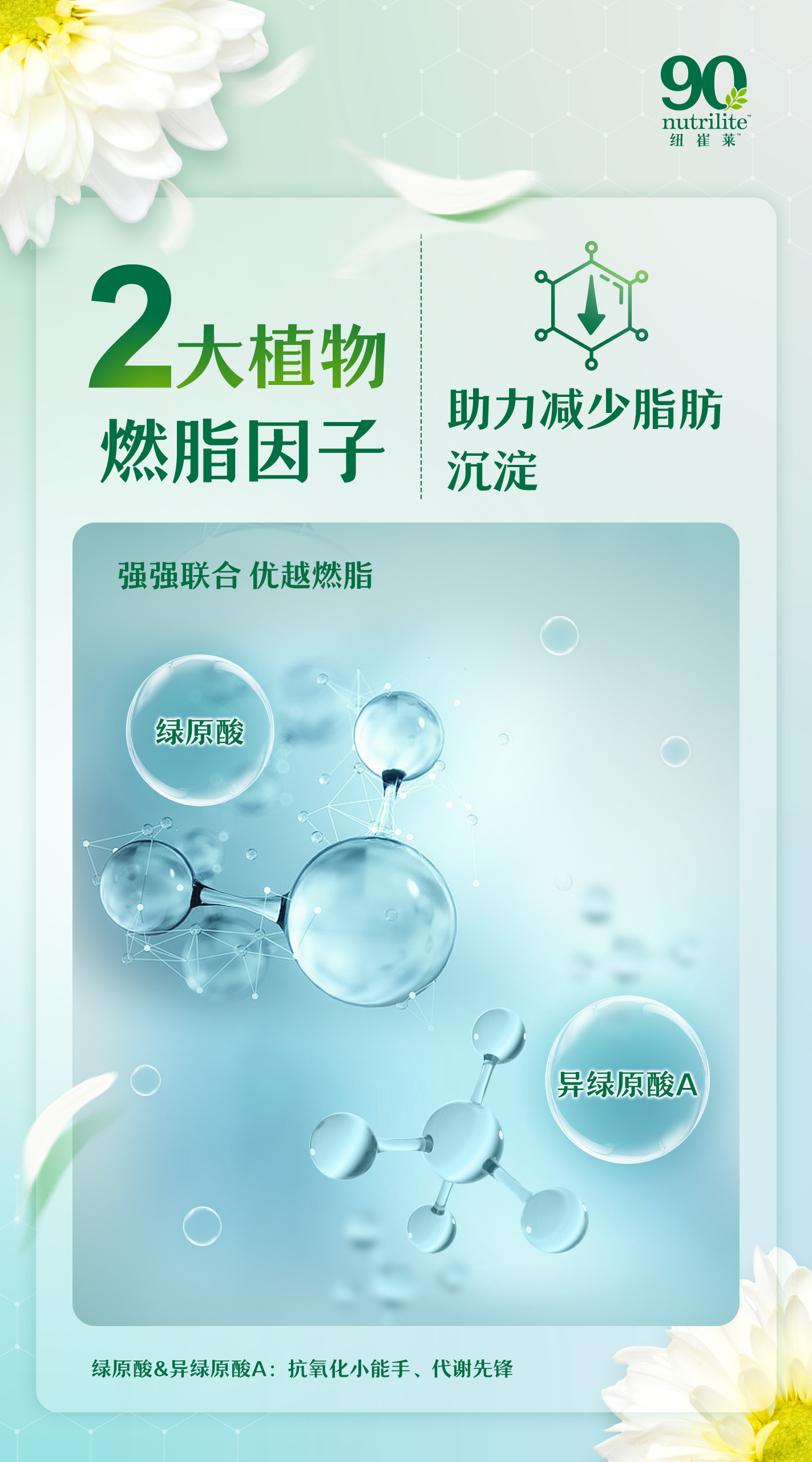 2大植物
燃脂因子

助力减少脂肪沉淀

强强联合 优越燃脂

绿原酸

异绿原酸A

绿原酸&异绿原酸A：抗氧化小能手，代谢先锋