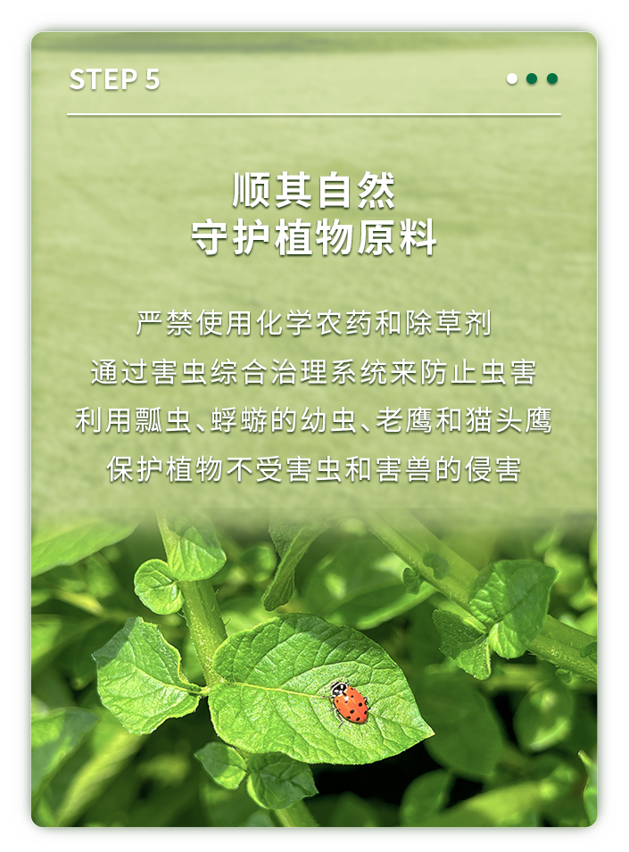 顺其自然
守护植物原料

严禁使用化学农药和除草剂
通过害虫综合治理系统来防止虫害
利用瓢虫、蜉蝣的幼虫、老鹰和猫头鹰
保护植物不受害虫和害兽的侵害