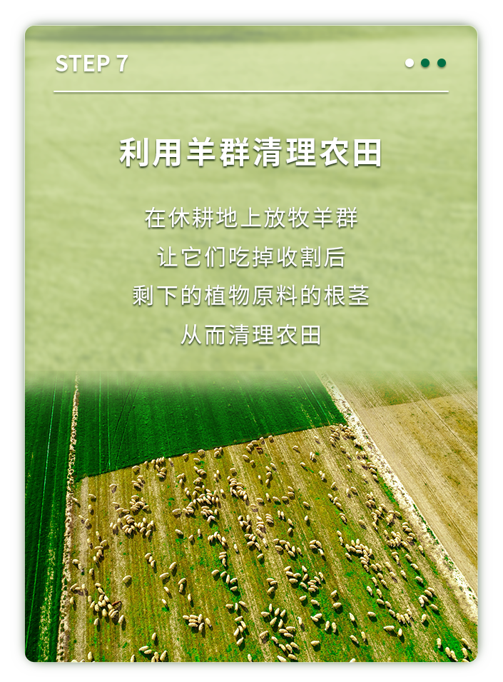 利用羊群清理农田

在休耕地上放牧羊群
让它们吃掉收割后
剩下的植物原料的根茎
从而清理农田