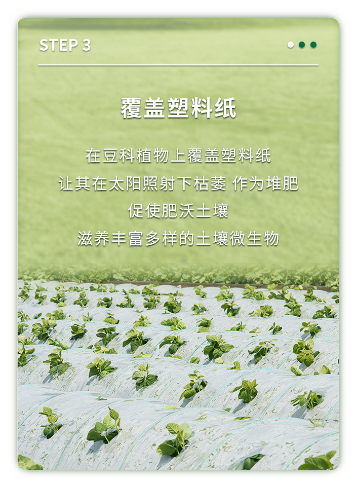 覆盖塑料纸

在豆科植物上覆盖塑料纸
让其在太阳照射下枯萎 作为堆肥
促使肥沃土壤
滋养丰富多样的土壤微生物