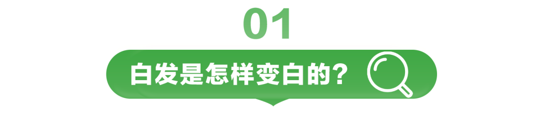 01
白发是怎样变白的？
