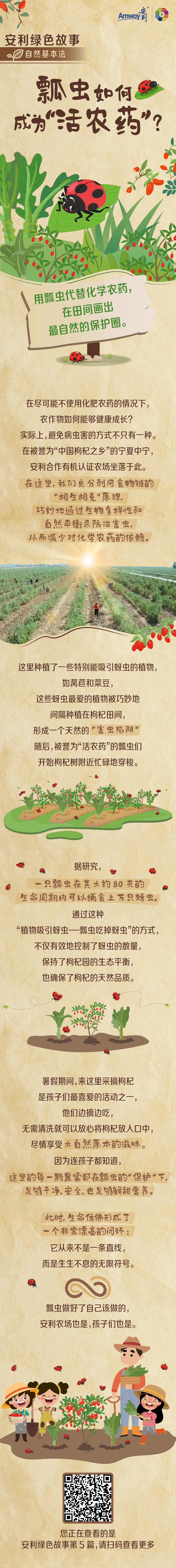 Amway安利
 安利绿色故事
 自然基本法
 瓢虫如何成为“活农药”？
 用瓢虫代替化学农药，在田间画出最自然的保护圈。
 在尽可能不使用化肥农药的情况下，农作物如何能够健康成长？实际上，避免病虫害的方式不只有一种。在被誉为“中国枸杞之乡”的宁夏中宁，安利合作有机认证农场坐落于此。
 在这里，我们充分利用食物链的“相生相克”原理，巧妙地通过生物多样性和自然平衡来防治害虫，从而减少对化学农药的依赖。
 这里种植了一些特别能吸引蚜虫的植物，如莴苣和菜豆，这些蚜虫最爱的植物被巧妙地间隔种植在枸杞田间，形成一个天然的“害虫陷阱”。随后，被誉为“活农药”的瓢虫们开始枸杞树附近忙碌地穿梭。
 据研究，一只瓢虫在其大约80天的生命周期内可以捕食上万只蚜虫。通过这种“植物吸引蚜虫—瓢虫吃掉蚜虫”的方式，不仅有效地控制了蚜虫的数量，保持了枸杞园的生态平衡，也确保了枸杞的天然品质。
 暑假期间，来这里采摘枸杞是孩子们最喜爱的活动之一，他们边摘边吃，无需清洗就可以放心将枸杞放入口中，尽情享受大自然原本的滋味。因为连孩子都知道，这里的每一颗果实都在瓢虫的“保护”下，足够干净、安全，也足够鲜甜营养。
 此时，生命仿佛形成了一个非常漂亮的闭环：它从来不是一条直线，而是生生不息的无限符号。
 瓢虫做好了自己该做的，安利农场也是，孩子们也是。
 您正在查看的是安利绿色故事第5篇，请扫码查看更多