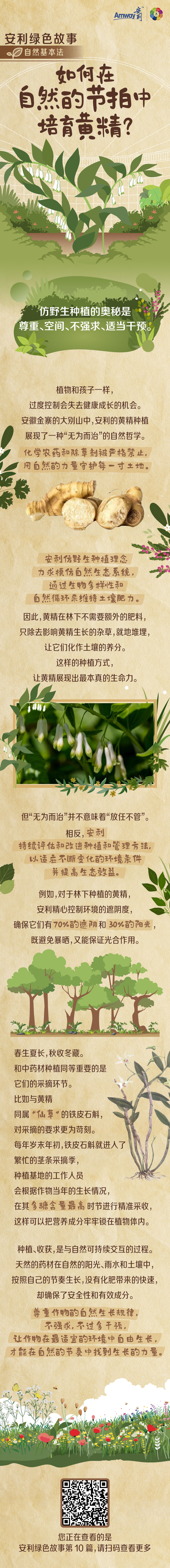 Amway安利
 安利绿色故事
 自然基本法
 如何在自然的节拍中培育黄精？
 仿野生种植的奥秘是尊重、空间、不强求、适当干预。
 植物和孩子一样，过度控制会失去健康成长的机会。安徽金寨的大别山中，安利的黄精种植展现了一种“无为而治”的自然哲学。化学农药和除草剂被严格禁止，用自然的力量守护每一寸土地。
 安利仿野生种植理念力求模仿自然生态系统，通过生物多样性和自然循环来维持土壤肥力。因此，黄精在林下不需要额外的肥料，只除去影响黄精生长的杂草，就地堆埋，让它们化作土壤的养分。这样的种植方式，让黄精展现出最本真的生命力。
 但“无为而治”并不意味着“放任不管”。相反，安利持续评估和改进种植和管理方法，以适应不断变化的环境条件并提高生态效益。例如，对于林下种植的黄精，安利精心控制环境的遮阴度，确保它们有70%的遮阴和30%的阳光，既避免暴晒，又能保证光合作用。
 春生夏长，秋收冬藏。和中药材种植同样重要的是它们的采摘环节。比如与黄精同属“仙草”的铁皮石斛，对采摘的要求更为苛刻。每年岁末年初，铁皮石斛就进入了繁忙的茎条采摘季，种植基地的工作人员会根据作物当年的生长情况，在其多糖含量最高时节进行精准采收，这样可以把营养成分牢牢锁在植物体内。
 种植、收获，是与自然可持续交互的过程。天然的药材在自然的阳光、雨水和土壤中，按照自己的节奏生长，没有化肥带来的快速，却确保了安全性和有效成分。尊重作物的自然生长规律，不强求，不过多干预，让作物在最适宜的环境中自由生长，才能在自然的节奏中找到生长的力量。
 您正在查看的是安利绿色故事第10篇，请扫码查看更多