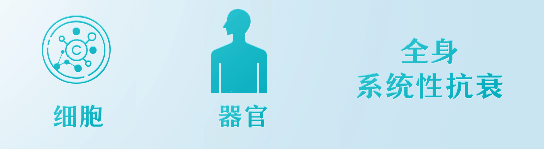 细胞
器官
全身
系统性抗衰