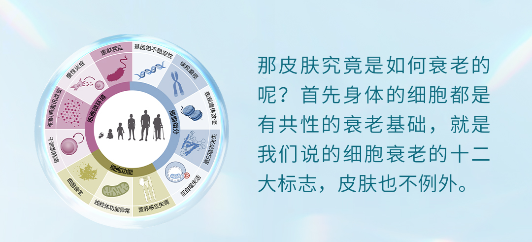那皮肤究竟是如何衰老的呢？首先身体的细胞都是有共性的衰老基础，就是我们说的细胞衰老的十二大标志，皮肤也不例外。