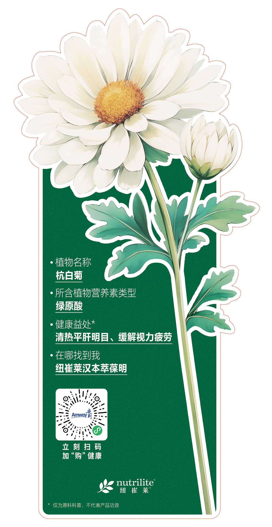 - 植物名称
  杭白菊

- 所含植物营养素类型
  绿原酸

- 健康益处*
  清热平肝明目、缓解视力疲劳

- 在哪找到我
  纽崔莱汉本萃葆明

立刻扫码
加“购”健康

nutrilite 纽崔莱

*仅为原料科普，不代表产品功效
