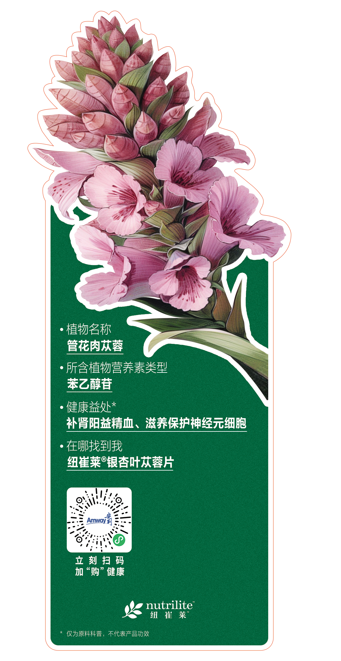 - 植物名称
  管花肉苁蓉

- 所含植物营养素类型
  苯乙醇苷

- 健康益处*
  补肾阳益精血、滋养保护神经元细胞

- 在哪找到我
  纽崔莱®银杏叶苁蓉片

立刻扫码
加“购”健康

nutrilite 纽崔莱

* 仅为原料科普，不代表产品功效