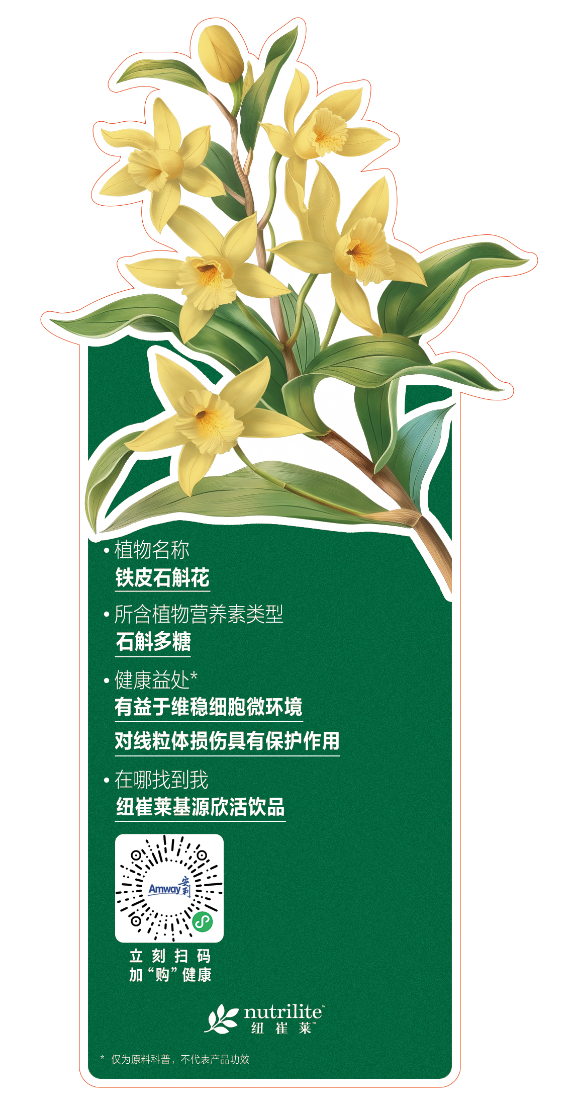 - 植物名称
  铁皮石斛花

- 所含植物营养素类型
  石斛多糖

- 健康益处*
  有益于维稳细胞微环境
  对线粒体损伤具有保护作用

- 在哪找到我
  纽崔莱基源欣活饮品

立刻扫码
加“购”健康

nutrilite纽崔莱

*仅为原料科普，不代表产品功效