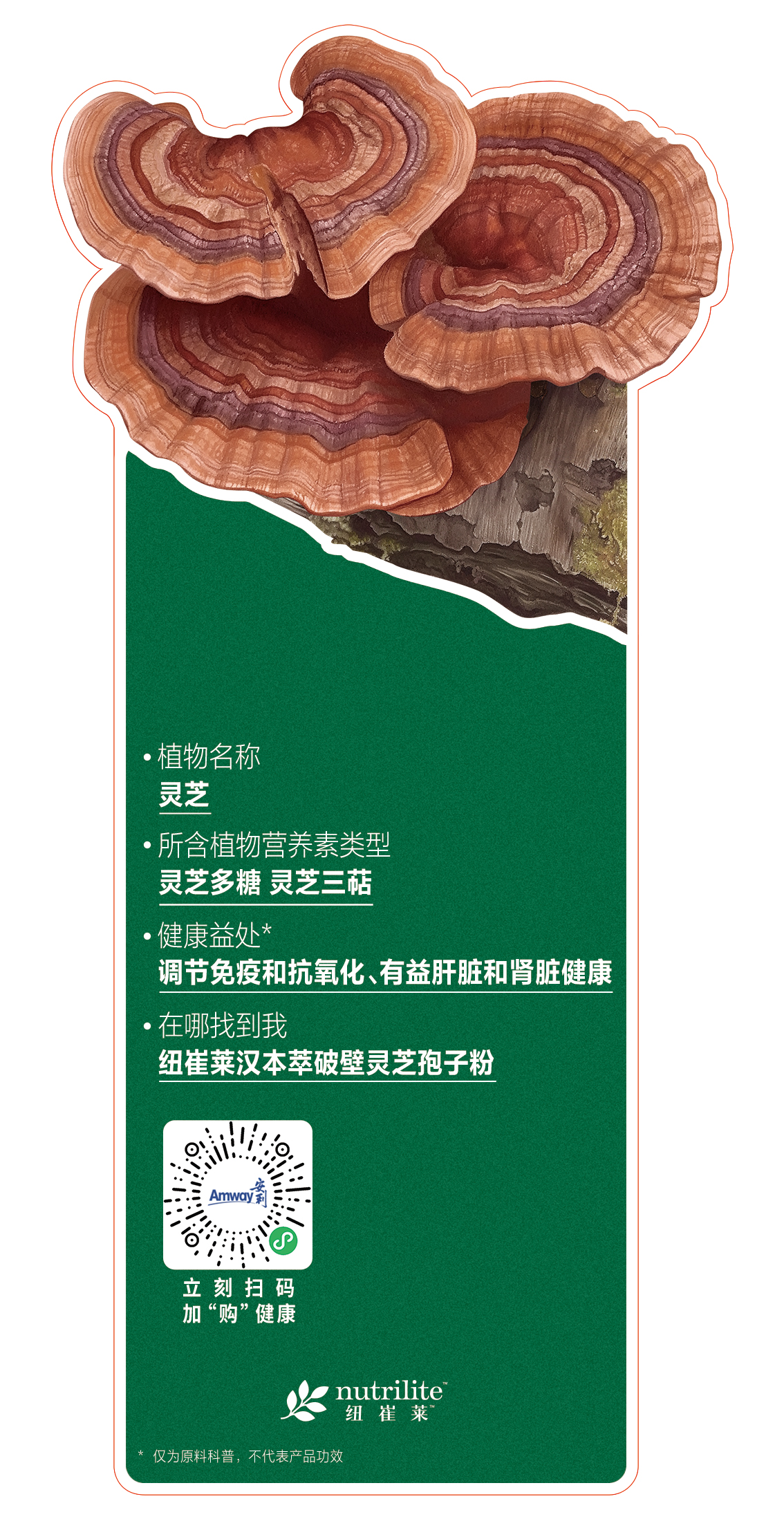 - 植物名称
  灵芝

- 所含植物营养素类型
  灵芝多糖 灵芝三萜

- 健康益处*
  调节免疫和抗氧化、有益肝脏和肾脏健康

- 在哪找到我
  纽崔莱汉本萃破壁灵芝孢子粉

立刻扫码
加“购”健康

nutrilite 纽崔莱

* 仅为原料科普，不代表产品功效