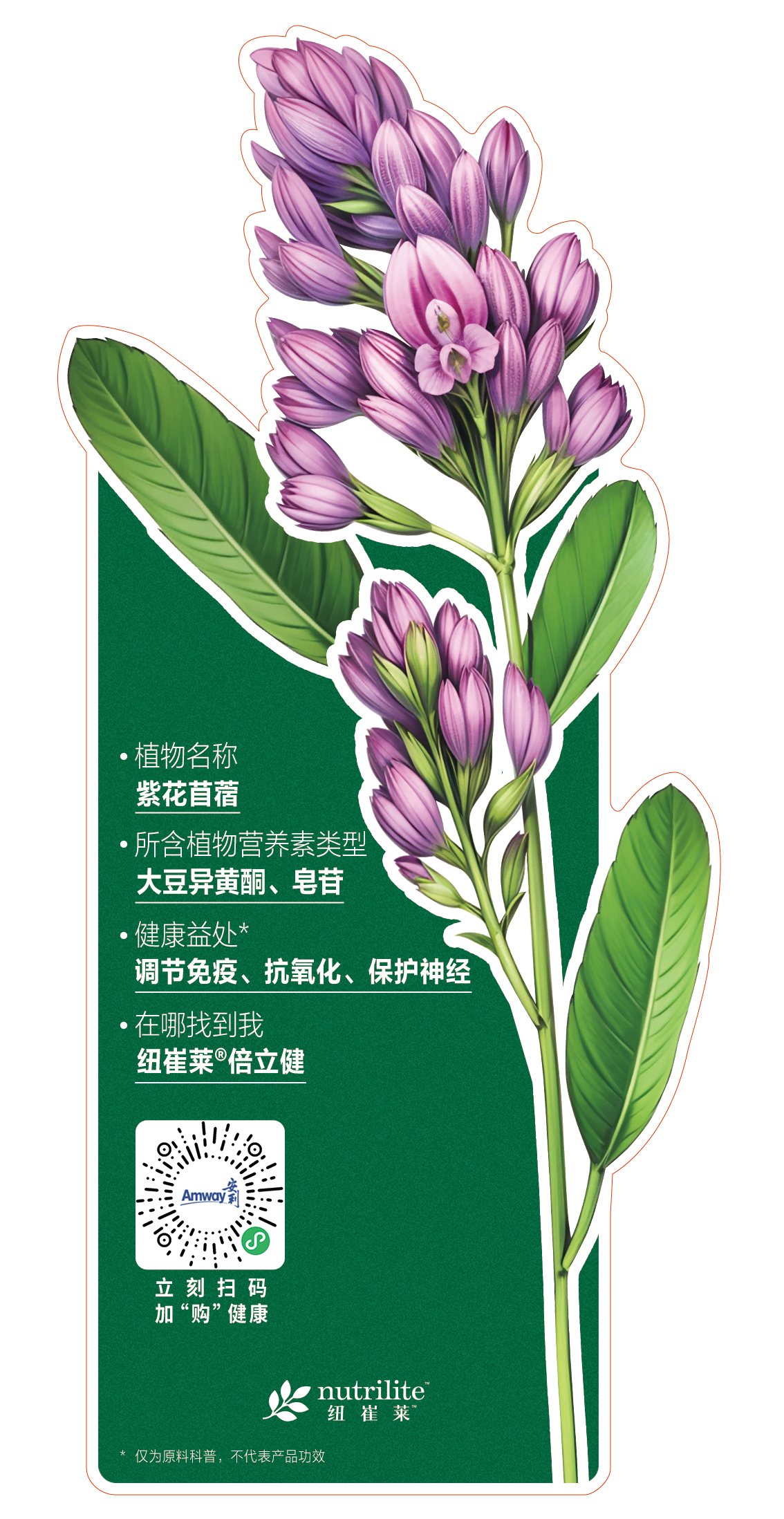 - 植物名称
  紫花苜蓿

- 所含植物营养素类型
  大豆异黄酮、皂苷

- 健康益处*
  调节免疫、抗氧化、保护神经

- 在哪找到我
  纽崔莱®倍立健

*仅为原料科普，不代表产品功效