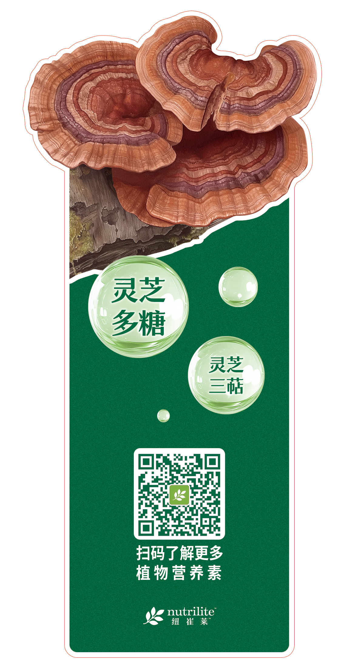 灵芝多糖
灵芝三萜

扫码了解更多植物营养素

nutrilite 纽崔莱