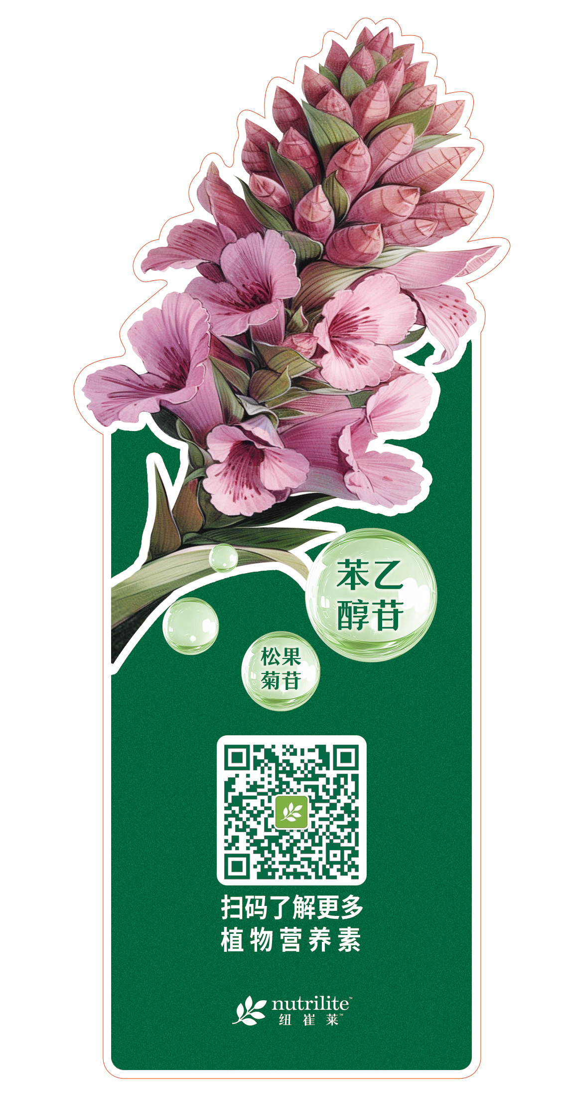 苯乙醇苷

松果菊苷

扫码了解更多
植物营养素

nutrilite 纽崔莱