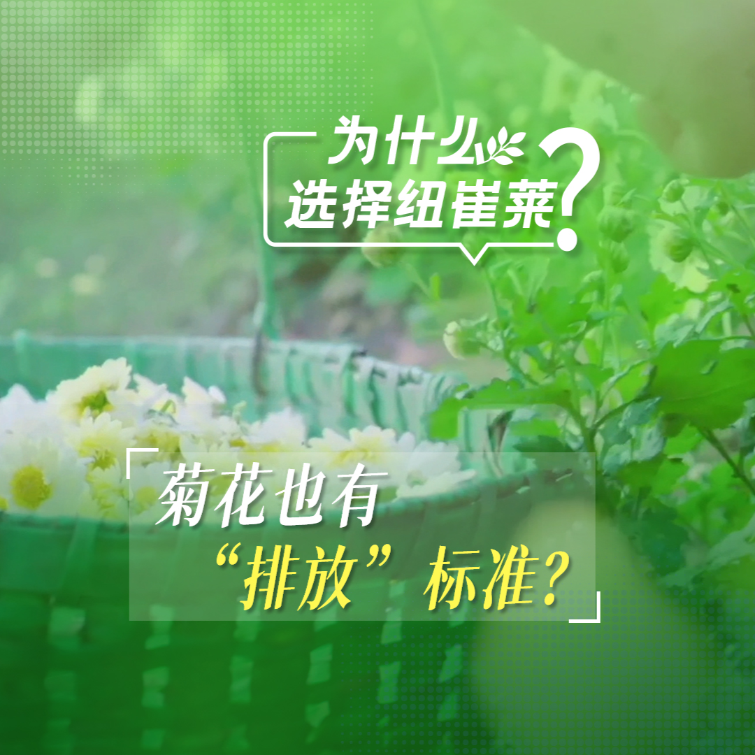 菊花-封面