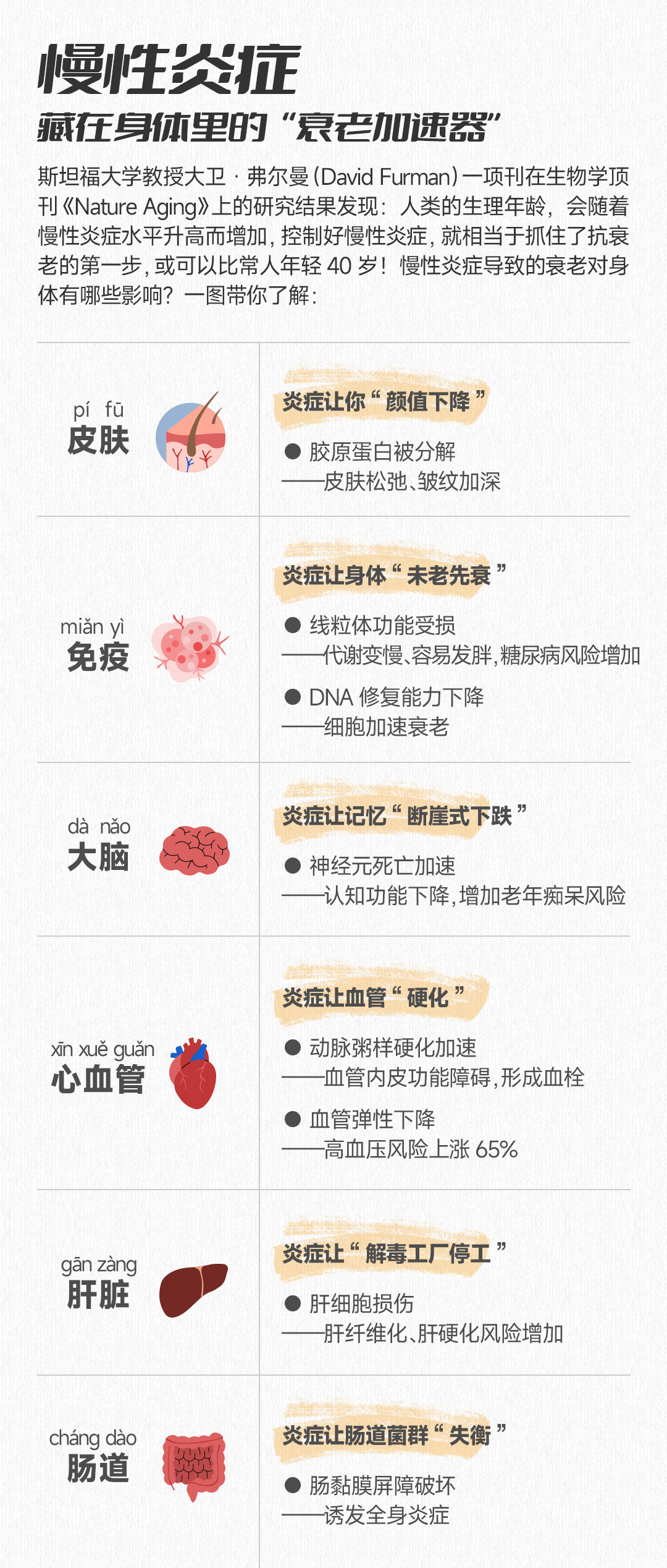 慢性炎症
 藏在身体里的“衰老加速器”
 斯坦福大学教授大卫·弗尔曼（David Furman）一项刊在生物学顶刊《Nature Aging》上的研究结果发现：人类的生理年龄，会随着慢性炎症水平升高而增加，控制好慢性炎症，就相当于抓住了抗衰老的第一步，或可以比常人年轻40岁！慢性炎症导致的衰老对身体有哪些影响？一图带你了解：
 皮肤
 炎症让你“颜值下降”
 胶原蛋白被分解——皮肤松弛、皱纹加深
 免疫
 炎症让身体“未老先衰”
 线粒体功能受损——代谢变慢、容易发胖、糖尿病风险增加
 DNA修复能力下降——细胞加速衰老
 大脑
 炎症让记忆“断崖式下跌”
 神经元死亡加速——认知功能下降、增加老年痴呆风险
 心血管
 炎症让血管“硬化”
 动脉粥样硬化加速——血管内皮功能障碍、形成血栓
 血管弹性下降——高血压风险上涨65%
 肝脏
 炎症让“解毒工厂停工”
 肝细胞损伤——肝纤维化、肝硬化风险增加
 肠道
 炎症让肠道菌群“失衡”
 肠黏膜屏障破坏——诱发全身炎症