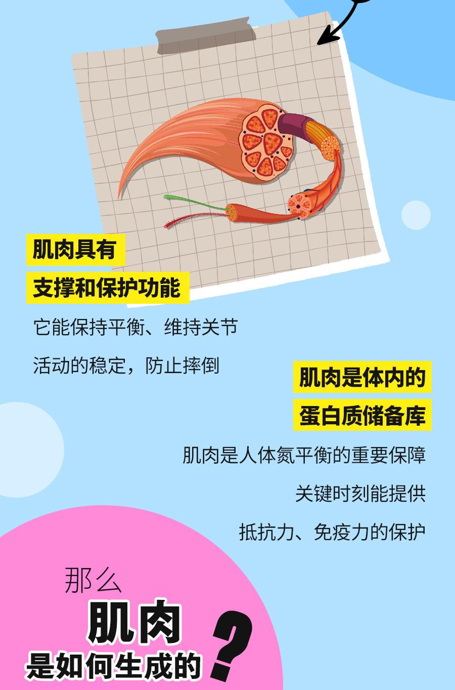 肌肉具有
 支撑和保护功能
 它能保持平衡、维持关节
 活动的稳定，防止摔倒
 肌肉是体内的
 蛋白质储备库
 肌肉是人体氮平衡的重要保障
 关键时刻能提供
 抵抗力、免疫力的保护
 那么
 肌肉
 是如何生成的