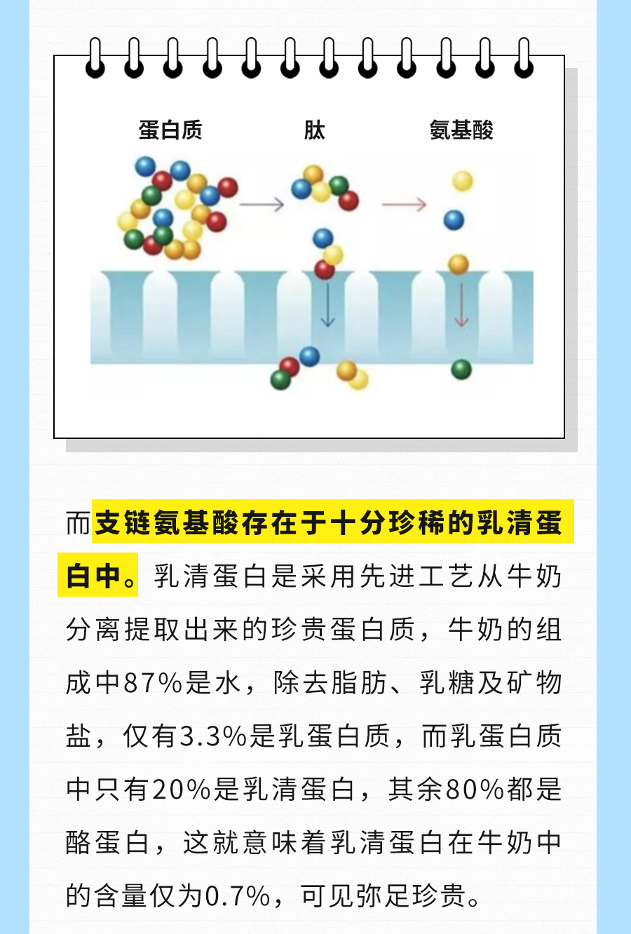 蛋白质
 肽
 氨基酸
 支链氨基酸存在于十分珍稀的乳清蛋白中。乳清蛋白是采用先进工艺从牛奶分离提取出来的珍贵蛋白质，牛奶的组成中87%是水，除去脂肪、乳糖及矿物盐，仅有3.3%是乳蛋白质，而乳蛋白质中只有20%是乳清蛋白，其余80%都是酪蛋白，这就意味着乳清蛋白在牛奶中的含量仅为0.7%，可见弥足珍贵。