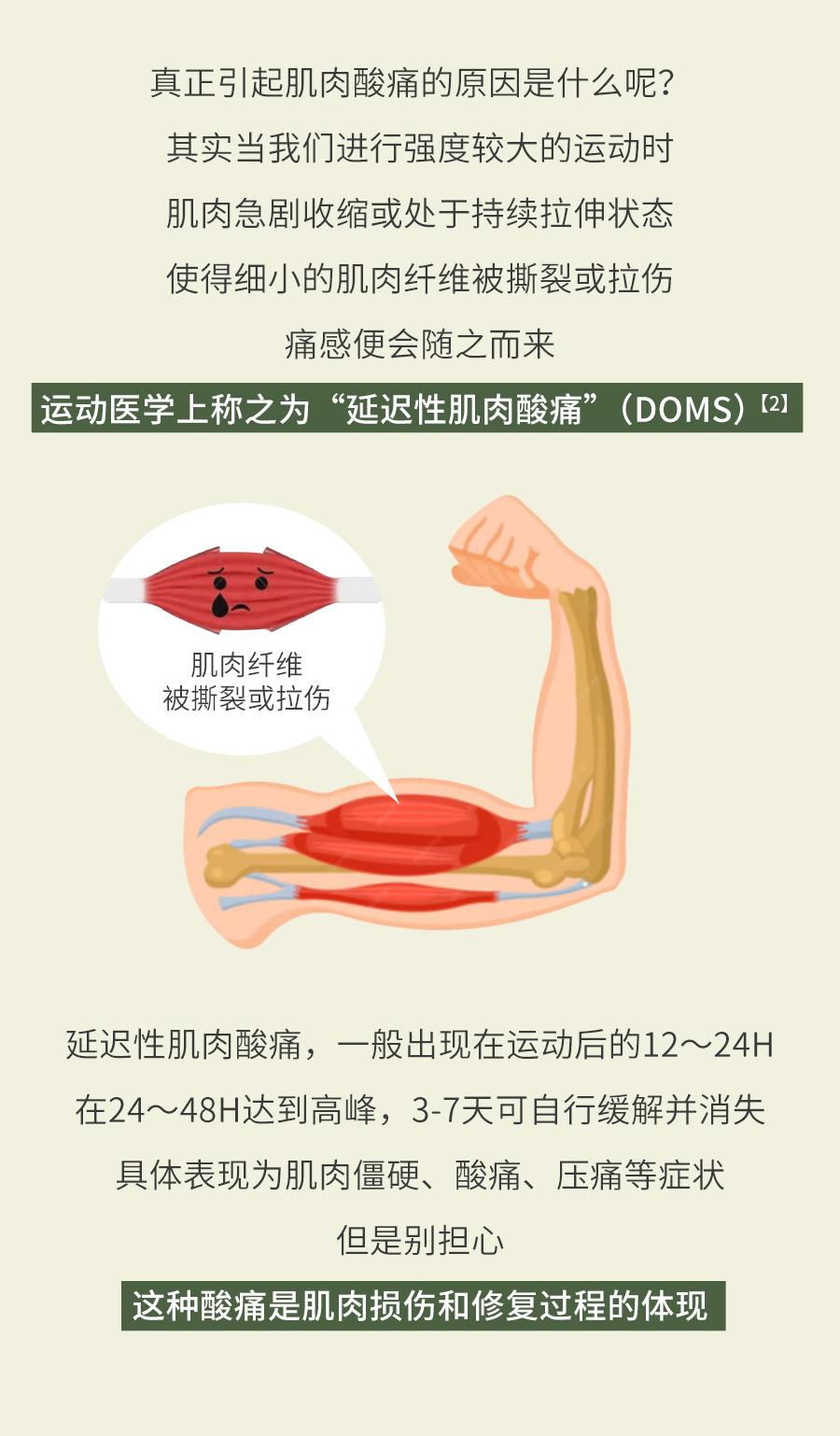 真正引起肌肉酸痛的原因是什么呢？
 其实当我们进行强度较大的运动时
 肌肉急剧收缩或处于持续拉伸状态
 使得细小的肌肉纤维被撕裂或拉伤
 痛感便会随之而来
 运动医学上称之为“延迟性肌肉酸痛”（DOMS）[2]
 肌肉纤维被撕裂或拉伤
 延迟性肌肉酸痛，一般出现在运动后的12～24H
 在24～48H达到高峰，3-7天可自行缓解并消失
 具体表现为肌肉僵硬、酸痛、压痛等症状
 但是别担心
 这种酸痛是肌肉损伤和修复过程的体现
