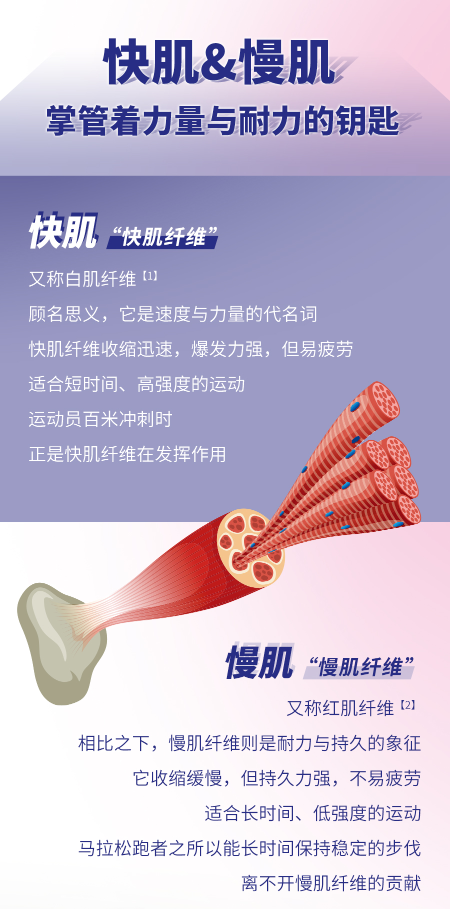 快肌&慢肌
 掌管着力量与耐力的钥匙
 快肌 “快肌纤维”
 又称白肌纤维 [1]
 顾名思义，它是速度与力量的代名词
 快肌纤维收缩迅速，爆发力强，但易疲劳
 适合短时间、高强度的运动
 运动员百米冲刺时
 正是快肌纤维在发挥作用
 慢肌 “慢肌纤维”
 又称红肌纤维 [2]
 相比之下，慢肌纤维则是耐力与持久的象征
 它收缩缓慢，但持久力强，不易疲劳
 适合长时间、低强度的运动
 马拉松跑者之所以能长时间保持稳定的步伐
 离不开慢肌纤维的贡献