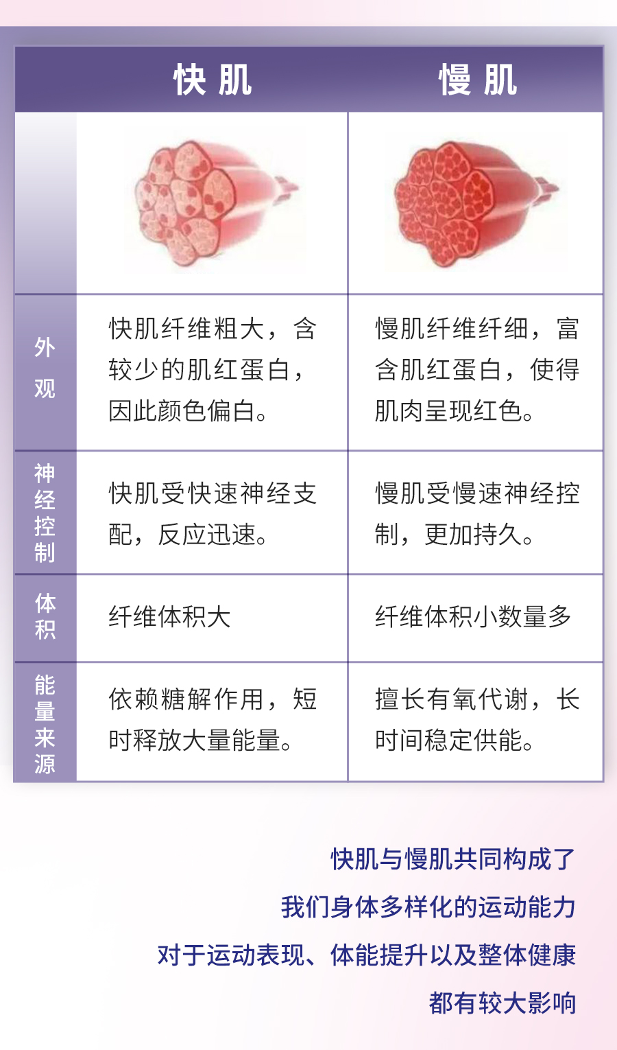 快肌——外观：快肌纤维粗大，含较少的肌红蛋白，因此颜色偏白；神经控制：快肌受快速神经支配，反应迅速；体积：纤维体积大；能量来源：依赖糖解作用，短时释放大量能量
 慢肌——外观：慢肌纤维纤细，富含肌红蛋白，使得肌肉呈现红色；神经控制：慢肌受慢速神经控制，更加持久；体积：纤维体积小数量多；能量来源：擅长有氧代谢，长时间稳定供能。
 快肌与慢肌共同构成了我们身体多样化的运动能力。对于运动表现、体能提升以及整体健康都有较大影响。