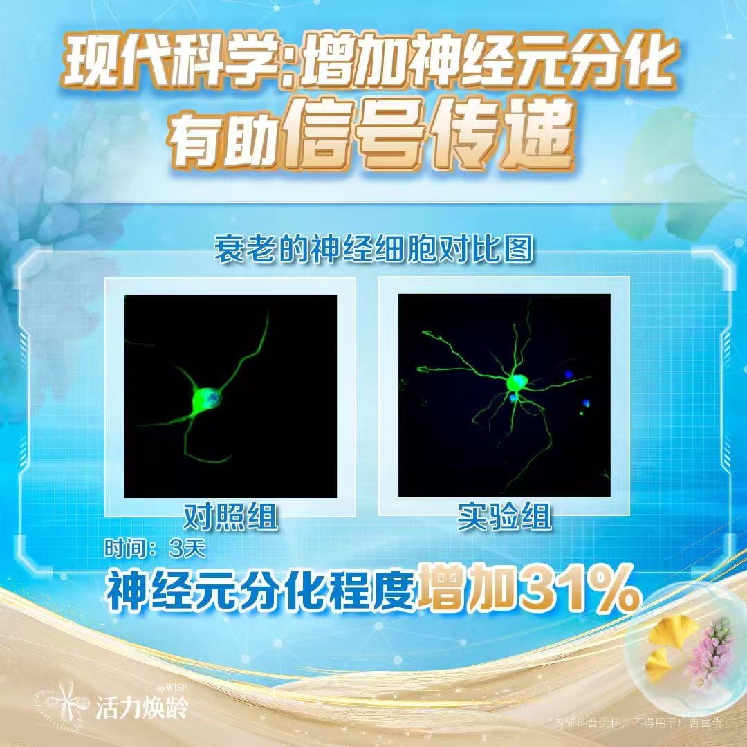 现代科学：增加神经元分化有助信号传递
 衰老的神经细胞对比图
 对照组
 实验组
 时间：3天
 神经元分化程度增加31%
 活力焕龄 ageWISE
*内部科普资料，不得用于广告宣传