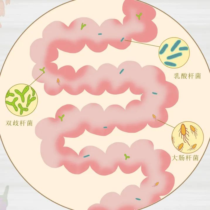 肠道内存在多种细菌，包括双歧杆菌、乳酸杆菌和大肠杆菌。

双歧杆菌呈绿色Y形，分布在肠道内。

乳酸杆菌呈蓝色杆状，分布在肠道内。

大肠杆菌呈黄色带鞭毛的杆状，分布在肠道内。
