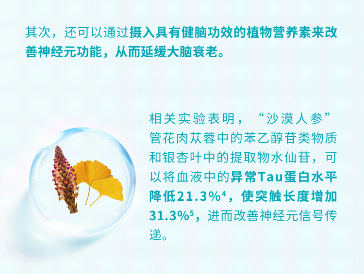 其次，还可以通过摄入具有健脑功效的植物营养素来改善神经元功能，从而延缓大脑衰老。
相关实验表明，“沙漠人参管花肉苁蓉中的苯乙醇苷类物质和银杏叶中的提取物水仙苷，可以将血液中的异常Tau蛋白水平降低21.3%4，使突触长度增加31.3%5，进而改善神经元信号传递。