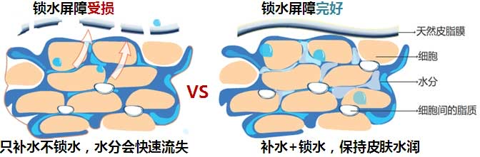 锁水屏障受损
只补水不锁水，水分会快速流失
VS
锁水屏障完好
补水+锁水，保持皮肤水润

-天然皮脂膜
-细胞
-水分
-细胞间的脂质