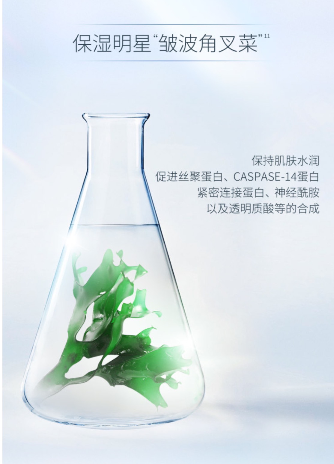 保湿明星“皱波角叉菜”
 保持肌肤水润
 促进丝聚蛋白、CASPASE-14蛋白
 紧密连接蛋白、神经酰胺
 以及透明质酸等的合成