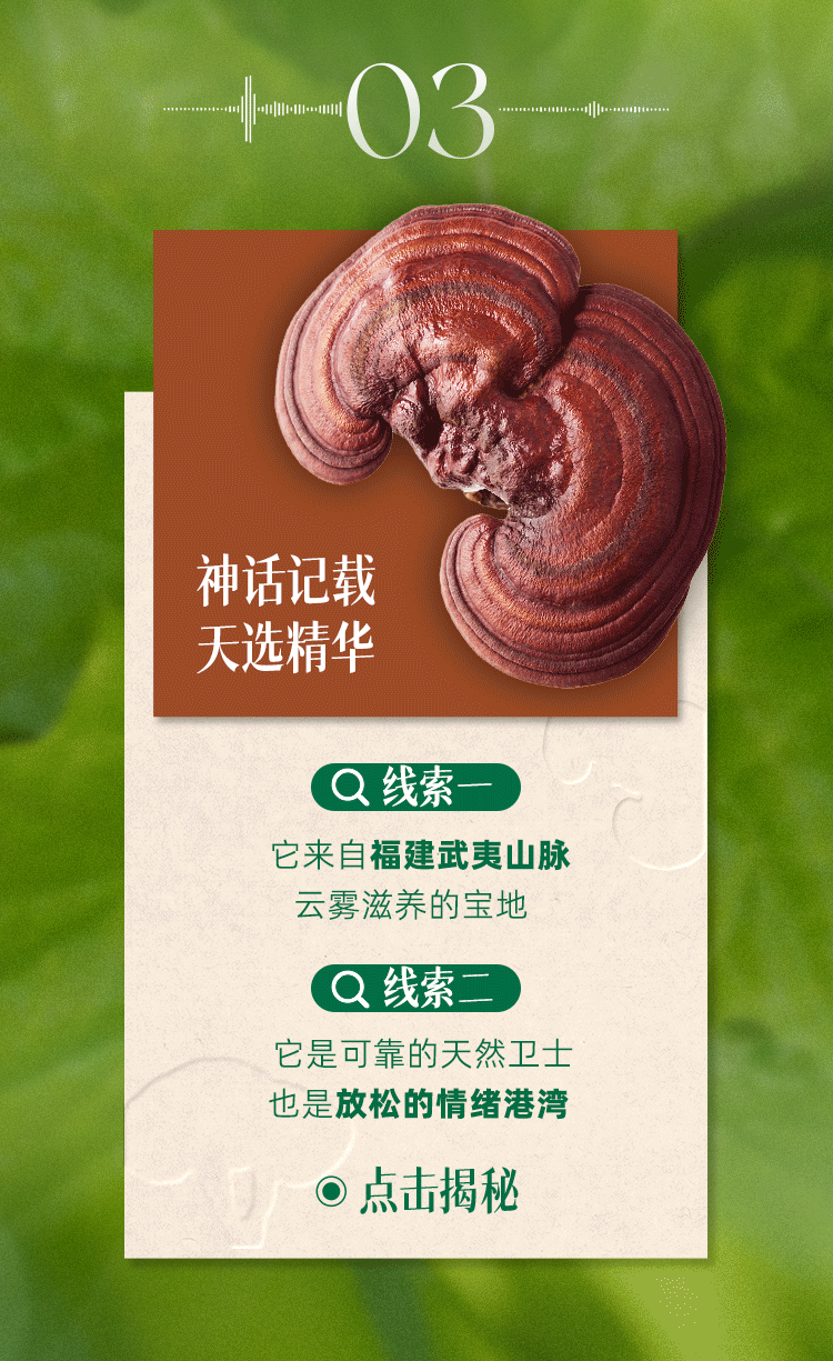 03
神话记载 天选精华
线索一
它来自福建武夷山脉
云雾滋养的宝地
线索二
它是可靠的天然卫士
也是放松的情绪港湾