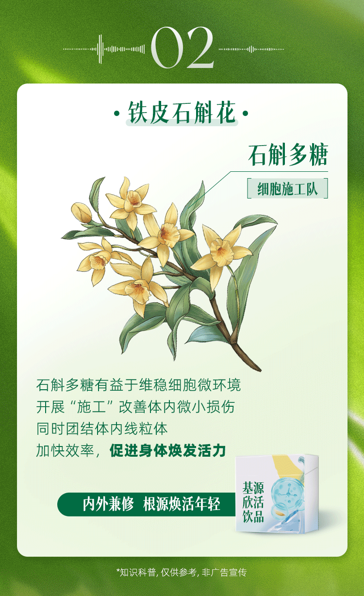 02
·铁皮石斛花·
石斛多糖
细胞施工队
石斛多糖有益于维稳细胞微环境
开展“施工”改善体内微小损伤
同时团结体内线粒体
加快效率，促进身体焕发活力
内外兼修 根源焕活年轻