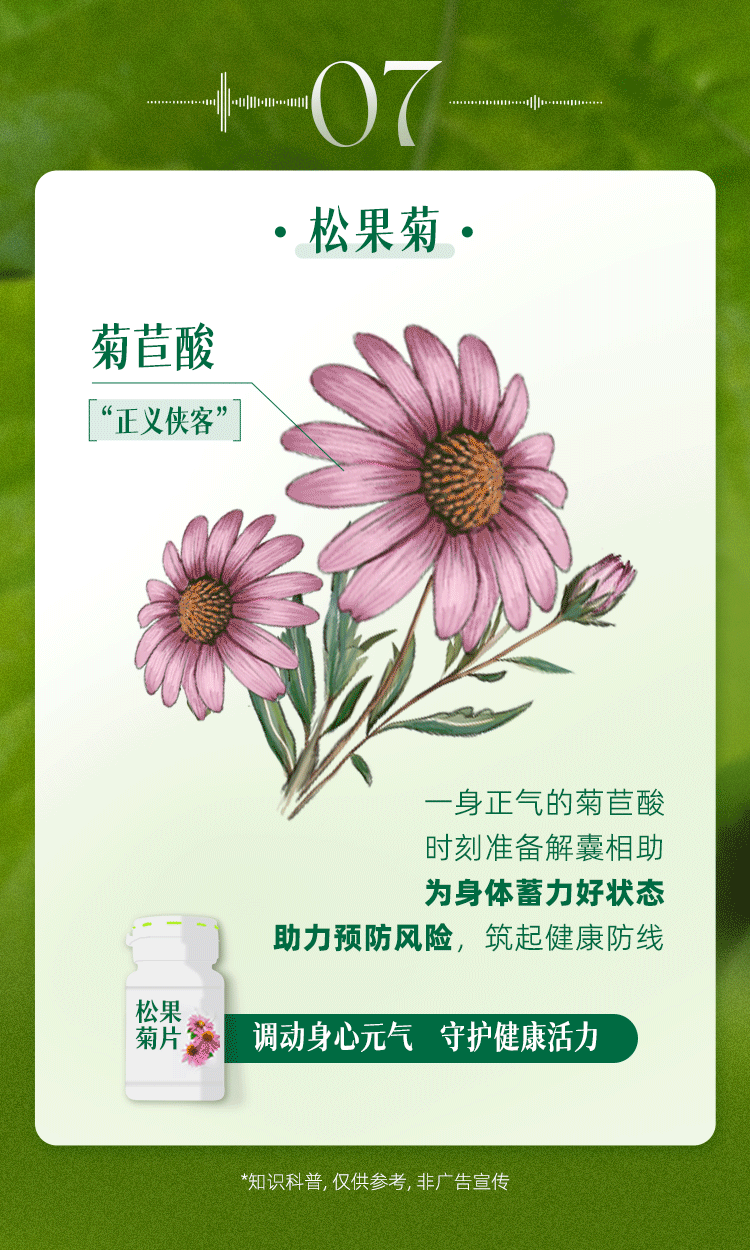 07
.松果菊.
菊苣酸
“正义侠客”
一身正气的菊苣酸
时刻准备解囊相助
为身体蓄力好状态
助力预防风险，筑起健康防线
调动身心元气 守护健康活力