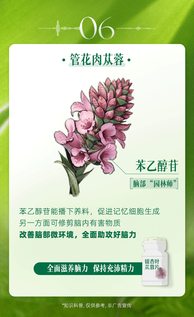 06
·管花肉苁蓉.
苯乙醇苷
脑部“园林师”
苯乙醇苷能播下养料，促进记忆细胞生成
另一方面可修剪脑内有害物质
改善脑部微环境，全面助攻好脑力
全面滋养脑力 保持充沛精力