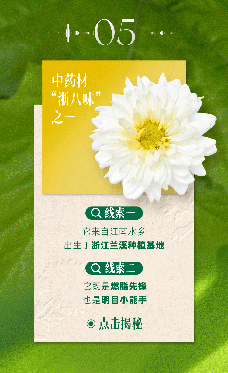 05
中药材
“浙八味”
之一
线索一
它来自江南水乡
出生于浙江兰溪种植基地
线索二
它既是燃脂先锋
也是明目小能手