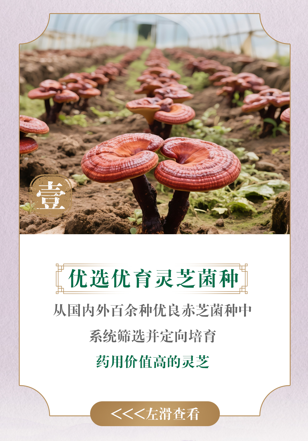 壹
 优选优育灵芝菌种
 从国内外百余种优良赤芝菌种中
 系统筛选并定向培育
 药用价值高的灵芝