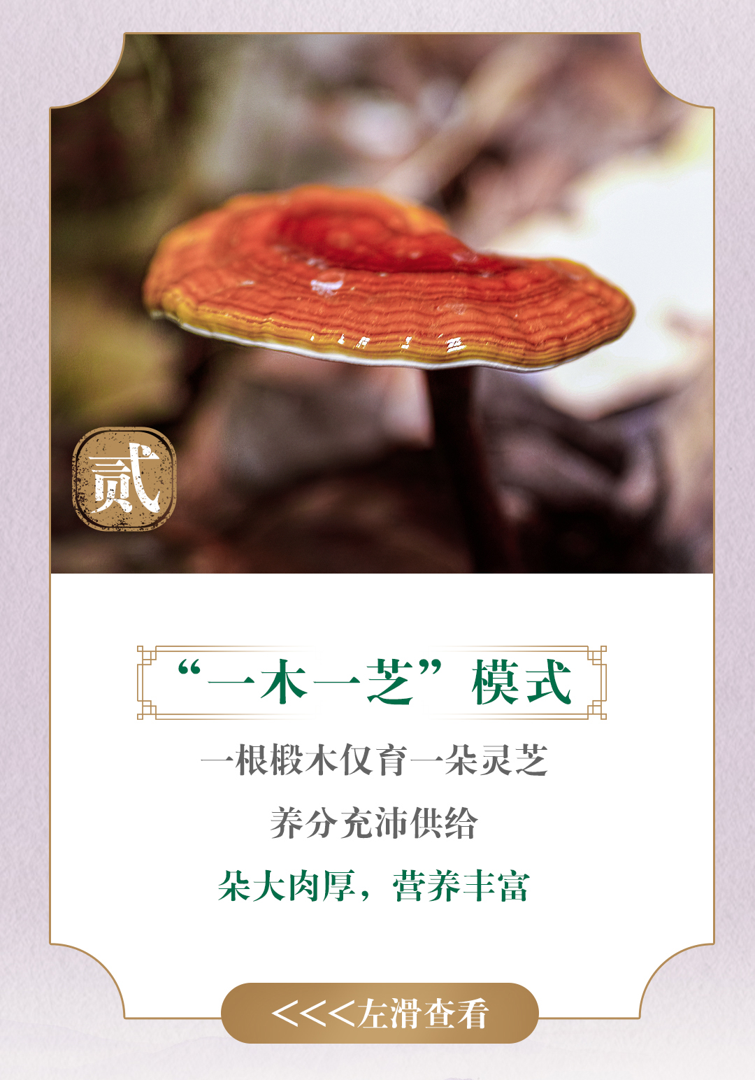 贰
 “一木一芝”模式
 一根椴木仅育一朵灵芝
 养分充沛供给
 朵大肉厚，营养丰富