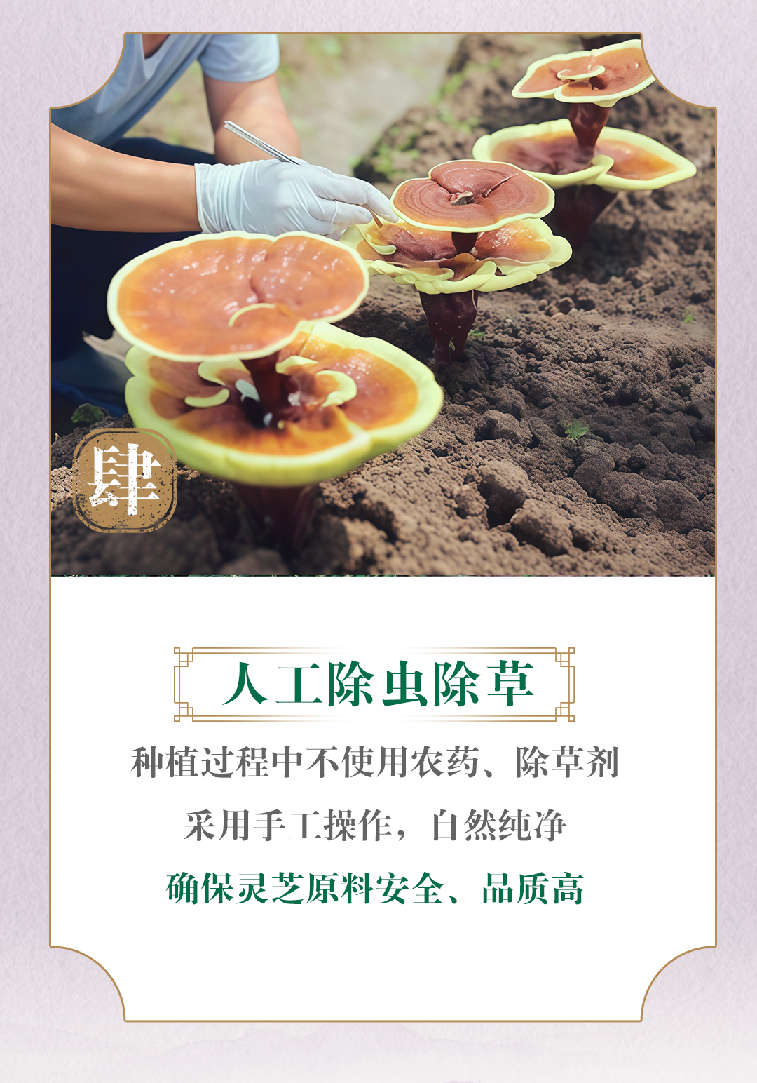肆
 人工除虫除草
 种植过程中不使用农药、除草剂
 采用手工操作，自然纯净
 确保灵芝原料安全、品质高