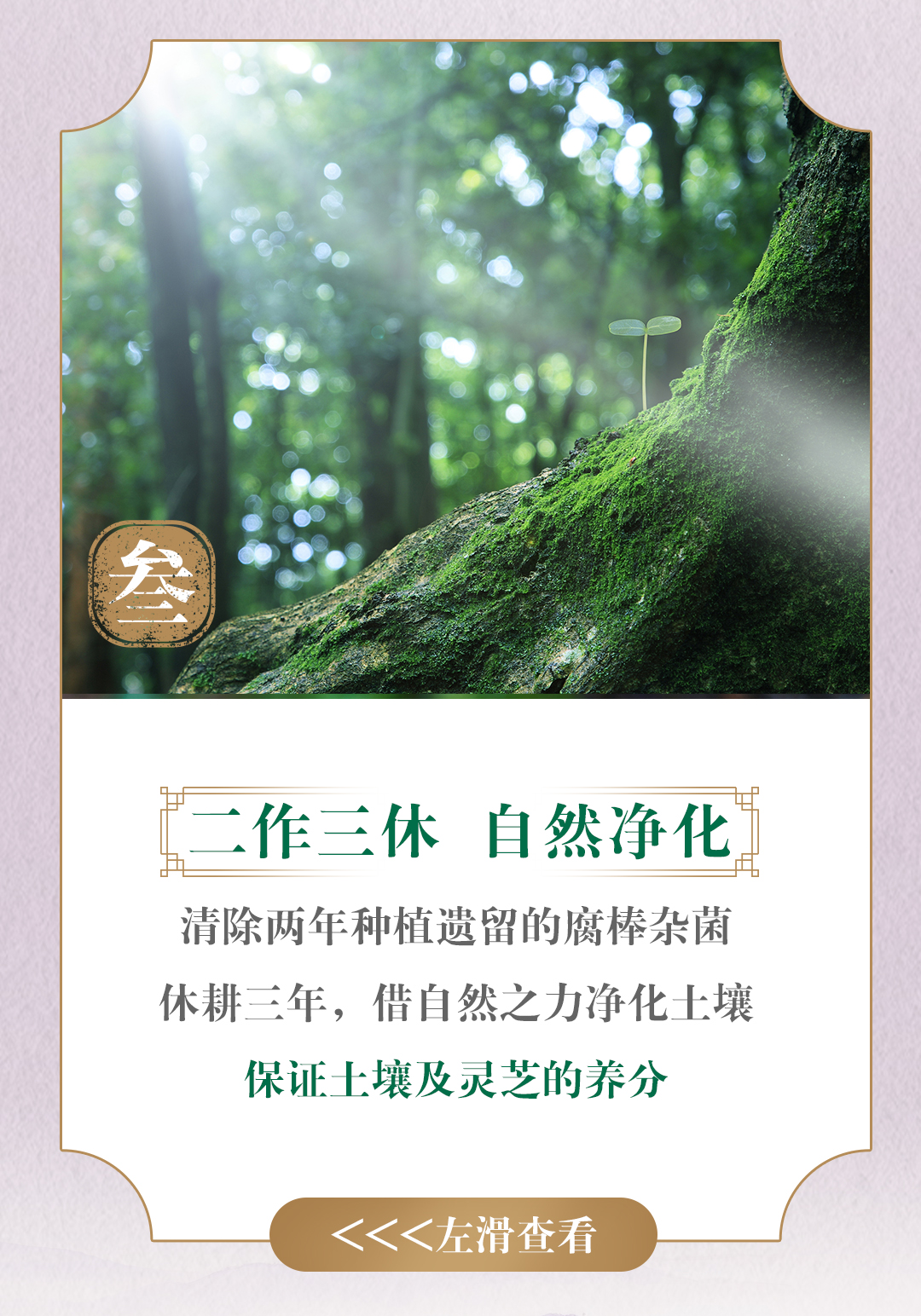 叁
 二作三休 自然净化
 清除两年种植遗留的腐棒杂菌
 休耕三年，借自然之力净化土壤
 保证土壤及灵芝的养分