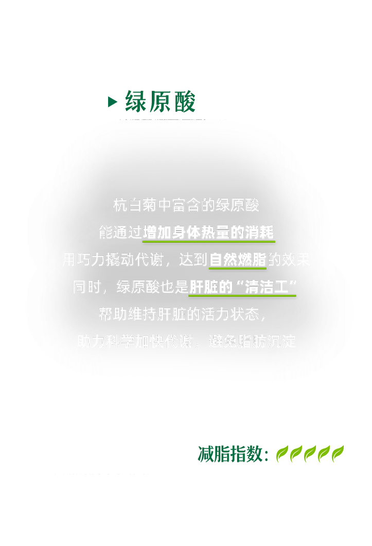 燃脂先锋
 绿原酸
 杭白菊中富含的绿原酸能通过增加身体热量的消耗，用巧力撬动代谢，达到自然燃脂的效果，同时， 绿原酸也是肝脏的“清洁工”，帮助维持肝脏的活力状态，助力科学加快代谢，避免脂肪沉淀
 减脂指数：
 *翔识科苷,仅供著，非广告宣传